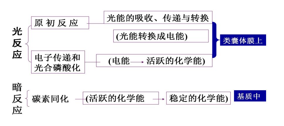 光合作用能量转换过程.png